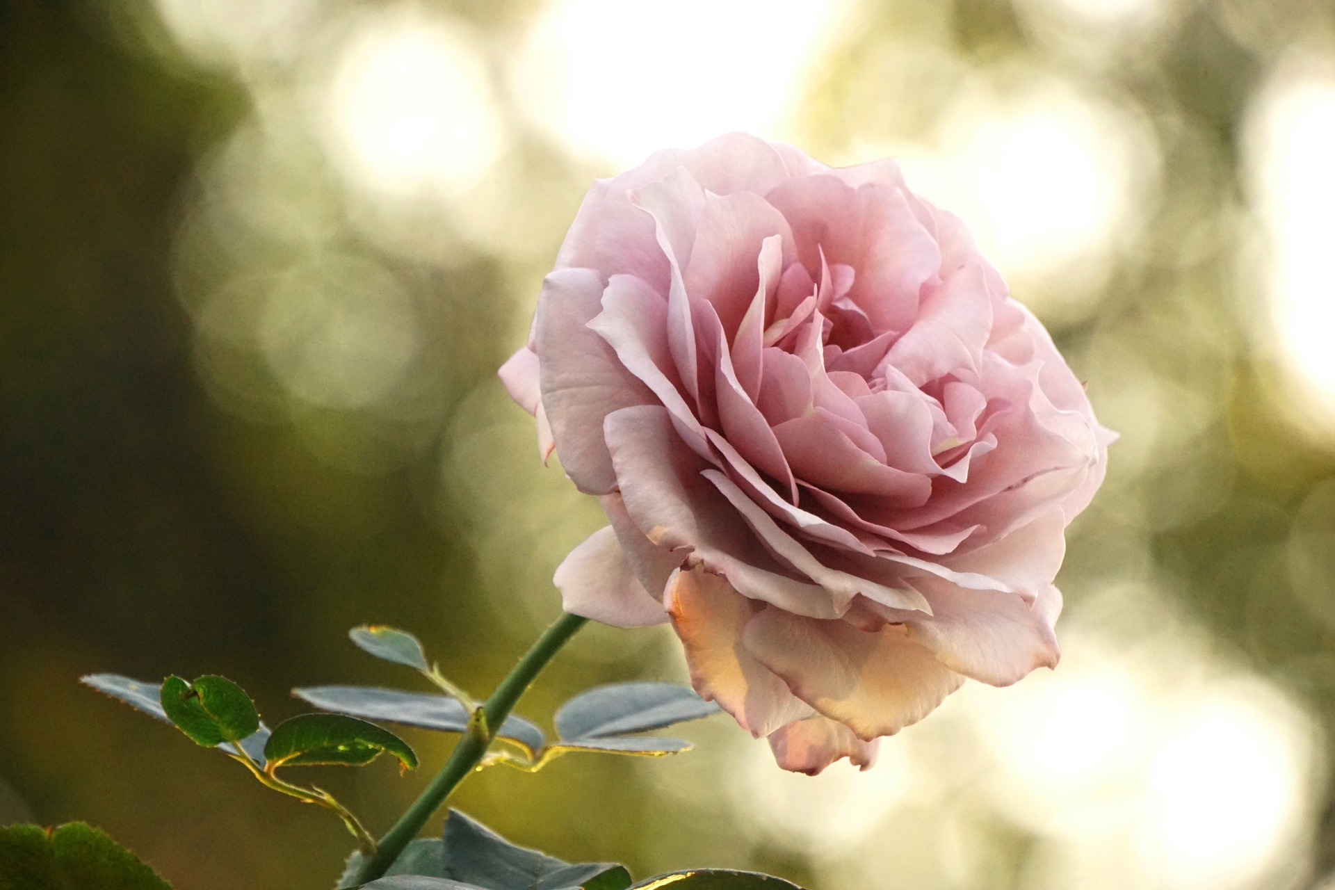 EBRIminiMarket Spring 薔薇と庭雑貨