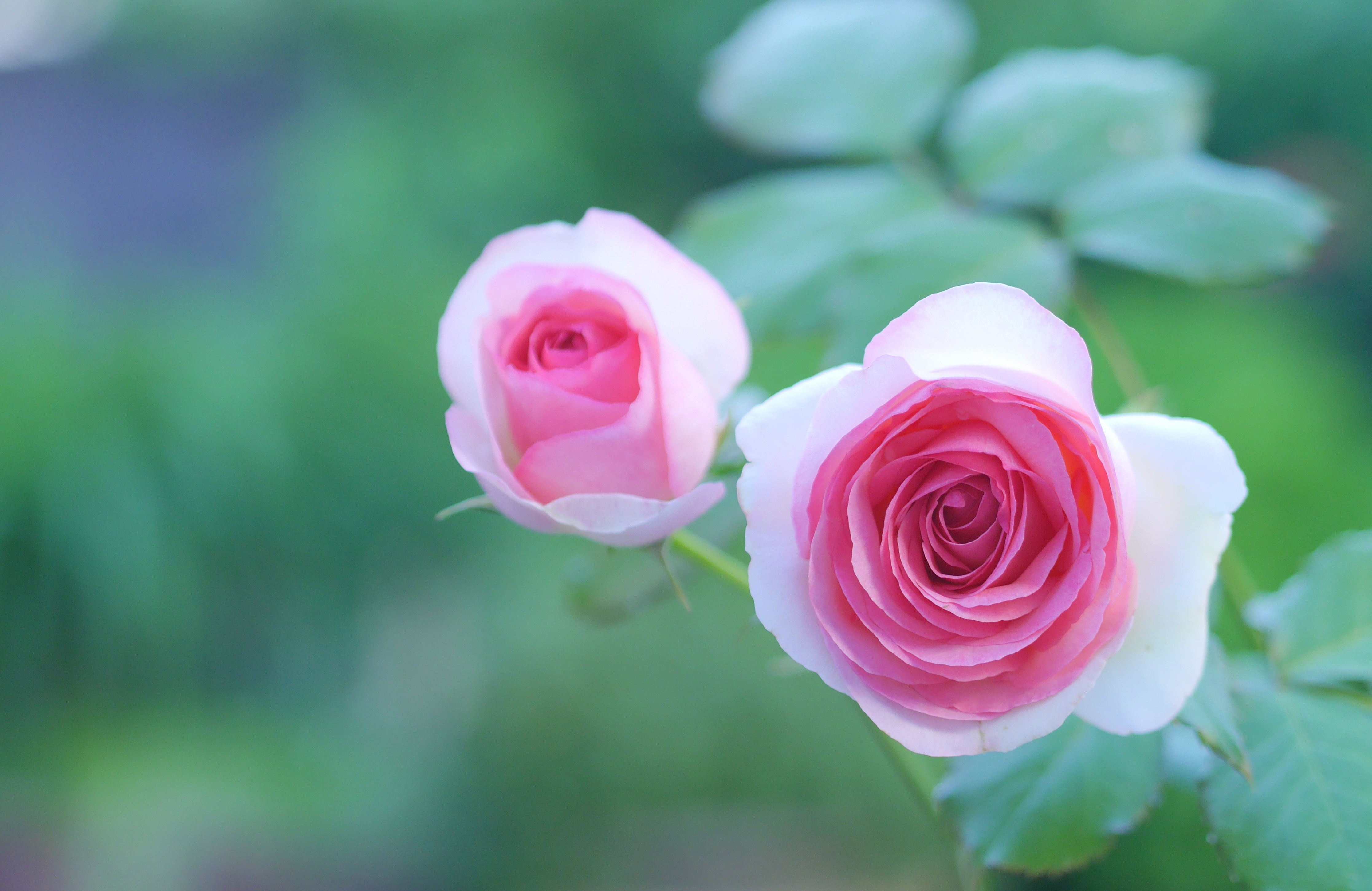 EBRIminiMarket Spring 薔薇と庭雑貨